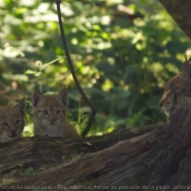 Photo de Lynx