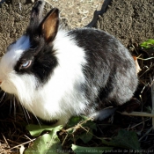 Photo de Lapin