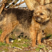 Photo de Border terrier