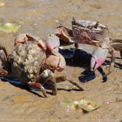 Photo de Crabe