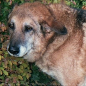 Photo de Berger allemand  poil court