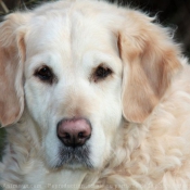 Photo de Golden retriever