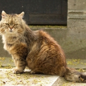 Photo de Chat domestique