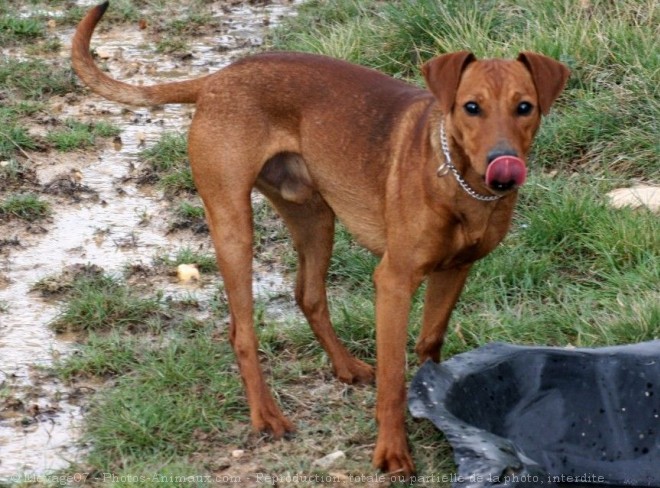 Photo de Pinscher allemand