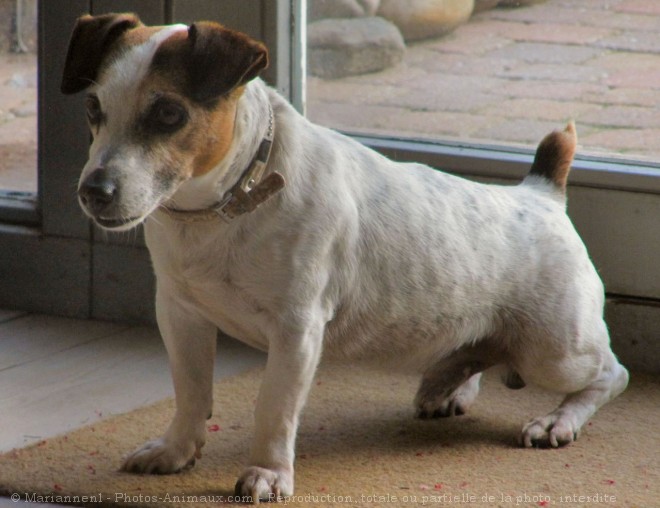 Photo de Jack russell terrier