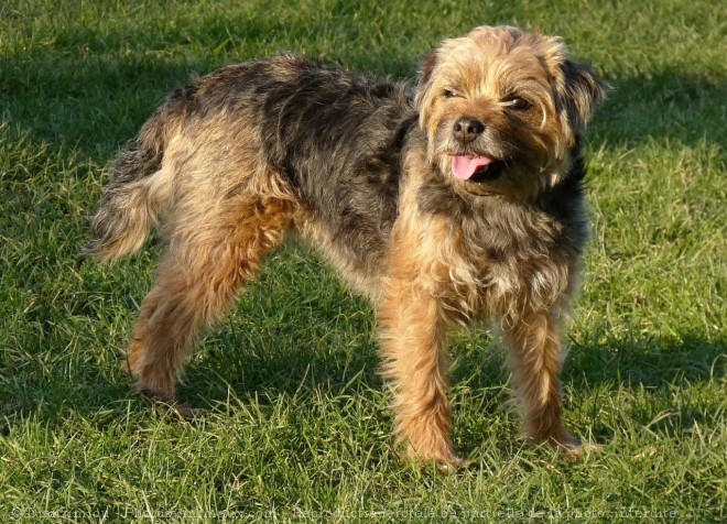 Photo de Border terrier