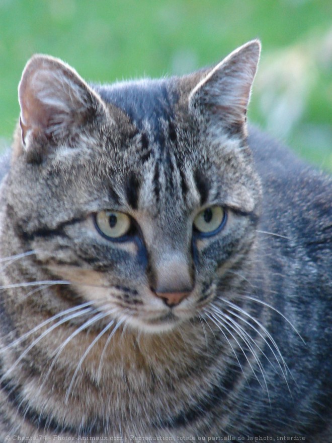 Photo de Chat domestique