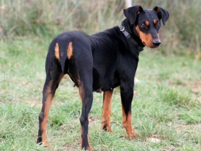 Photo de Pinscher allemand