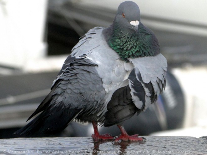 Photo de Pigeon