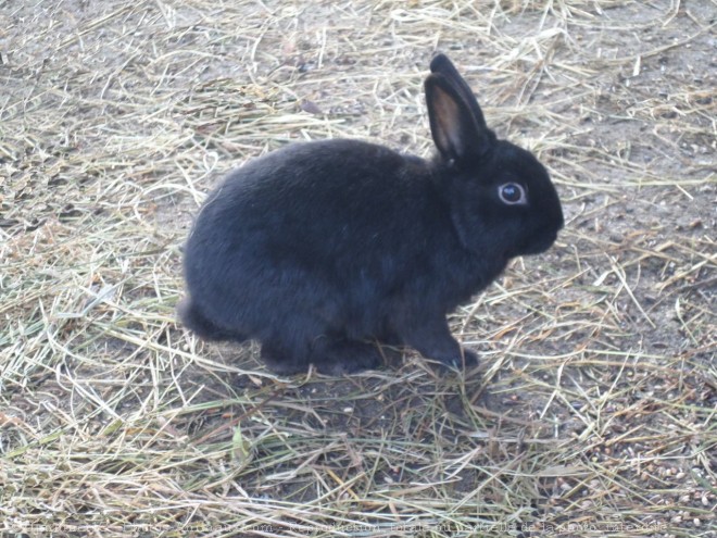 Photo de Lapin