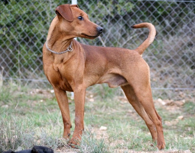 Photo de Pinscher allemand