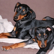 Photo de Pinscher allemand