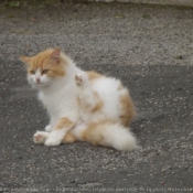 Photo de Chat domestique