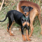 Photo de Pinscher allemand