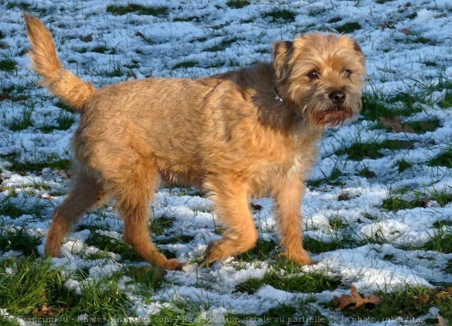 Photo de Border terrier