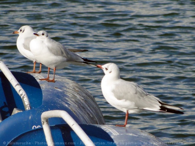 Photo de Mouette