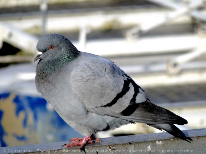 Photo de Pigeon