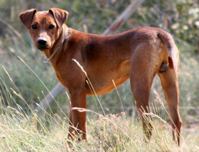 Photo de Pinscher allemand