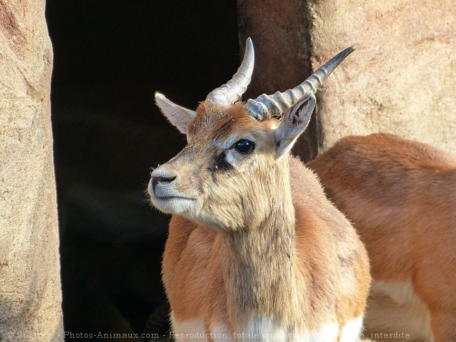 Photo d'Antilope