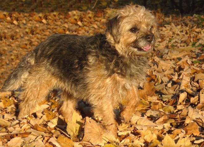 Photo de Border terrier