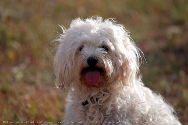 Photo de Bichon maltais