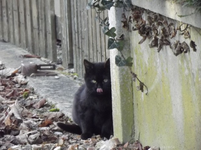 Photo de Chat domestique