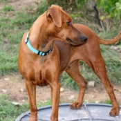 Photo de Pinscher allemand