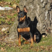 Photo de Pinscher nain