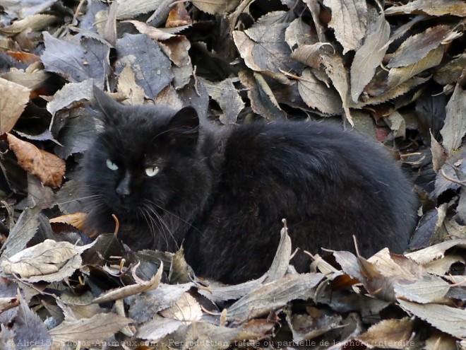 Photo de Chat domestique