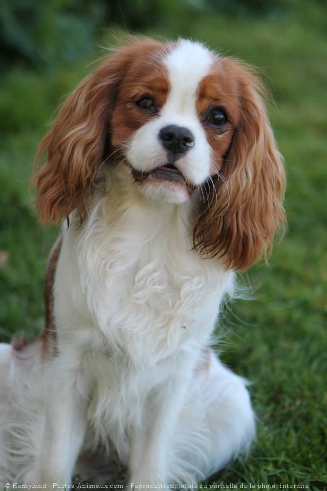 Photo de Cavalier king charles spaniel