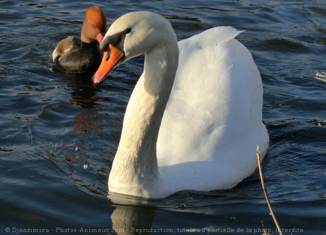 Photo de Cygne