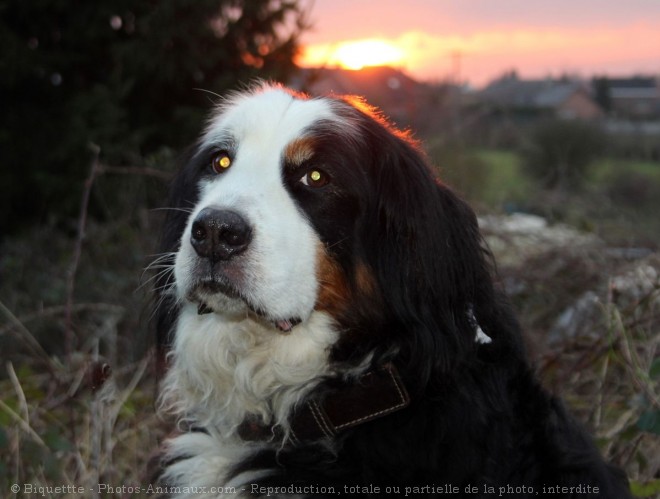 Photo de Bouvier bernois