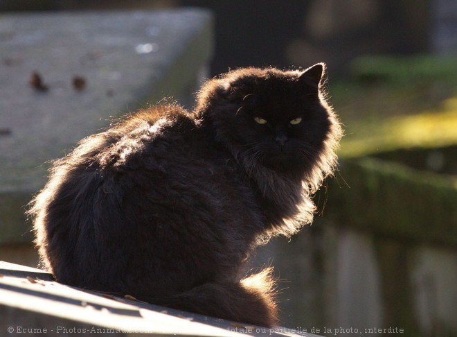 Photo de Chat domestique