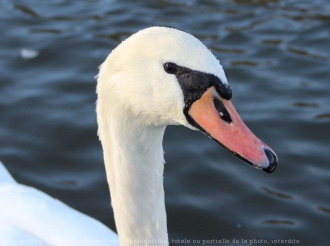 Photo de Cygne