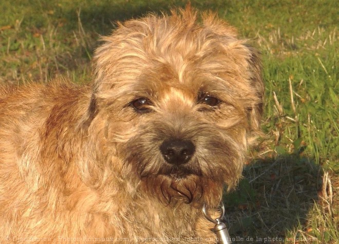 Photo de Border terrier