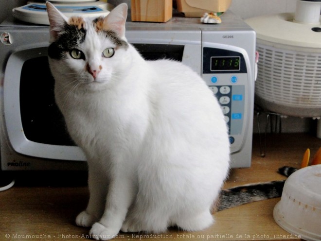 Photo de Chat domestique