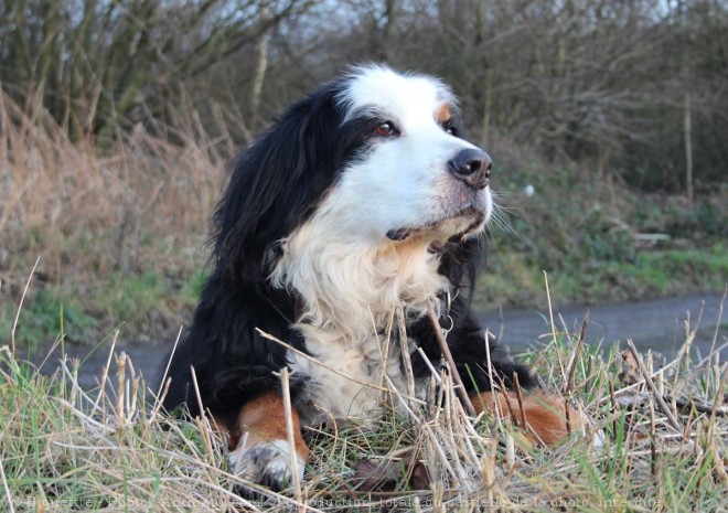 Photo de Bouvier bernois