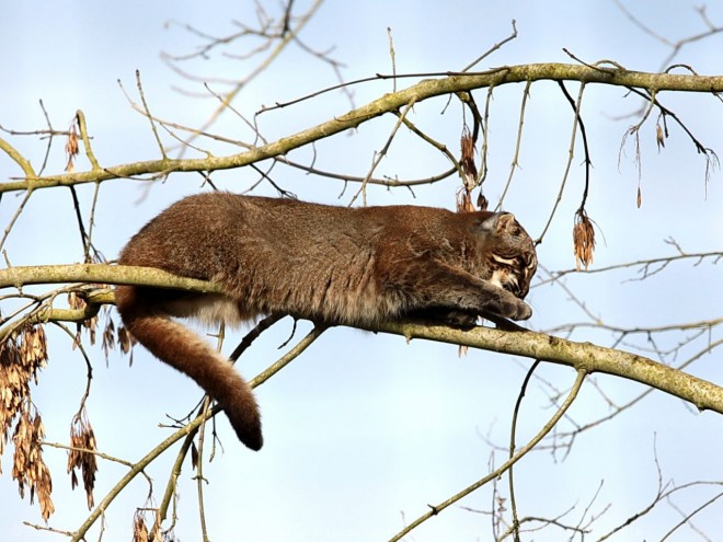 Photo de Chat de temminck