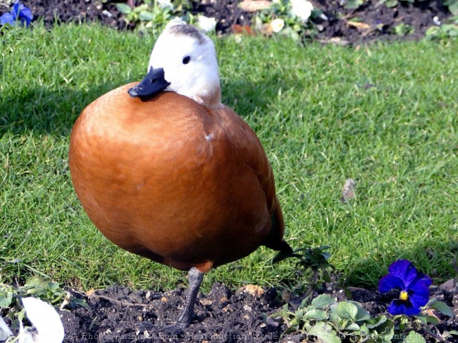 Photo de Canard tadorne casarca