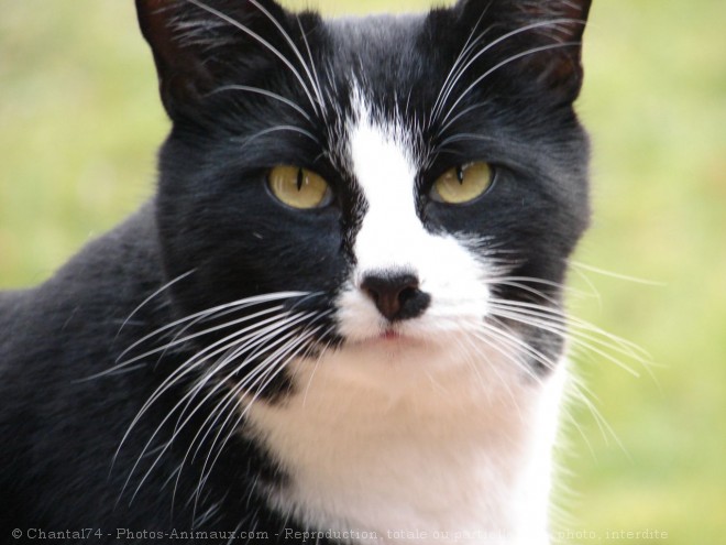 Photo de Chat domestique