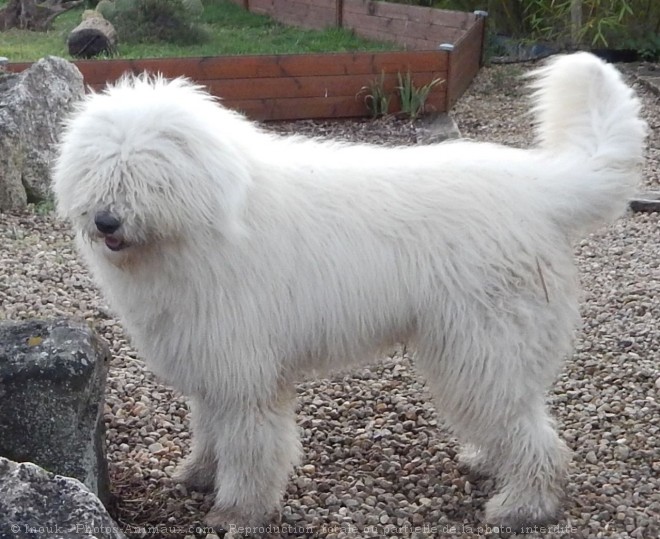 Photo de Komondor