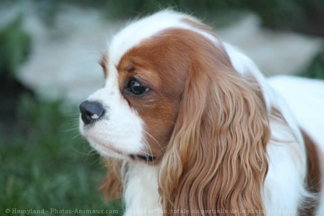 Photo de Cavalier king charles spaniel