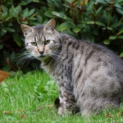 Photo de Chat domestique