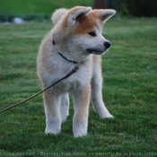 Photo d'Akita inu