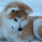 Photo d'Akita inu