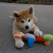 Photo d'Akita inu