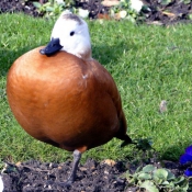 Photo de Canard tadorne casarca