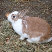 Photo de Lapin