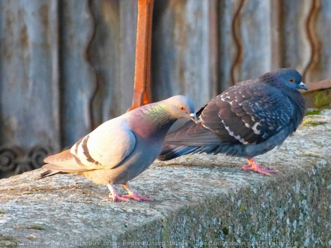 Photo de Pigeon