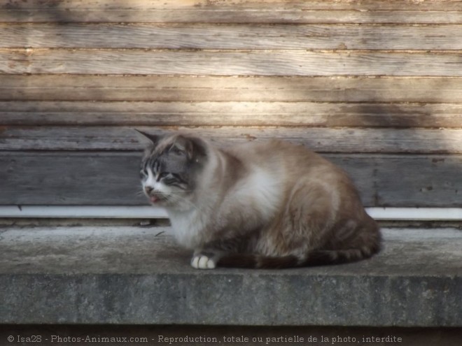 Photo de Chat domestique